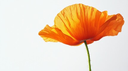 Aufkleber - A stunning orange poppy flower stands tall, illuminated by warm sunlight as its petals unfurl gracefully