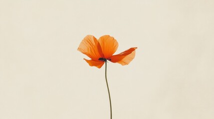 Aufkleber - An orange flower blooms delicately, its petals open wide towards the light. Set against a soft beige background, it showcases the beauty of nature’s artistry in a tranquil moment