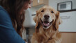© Pornarun - joyful Golden Retriever enjoys moment with its owner, showcasing warm bond in cozy indoor setting. dog playful expression and owner smile reflect happiness and companionship