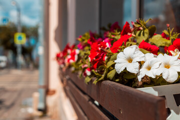 Wall Mural - A wooden bench with a flower pot on it