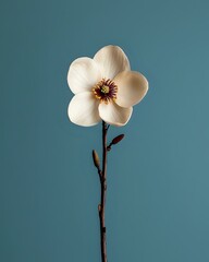 Poster - Single white magnolia flower with delicate petals and dark center against teal blue background, minimalist botanical composition on long stem with buds.