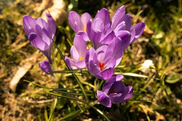 Wall Mural - AI-generated illustration of vibrant purple crocuses bloom in a sunlit garden,among lush green grass