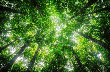 Poster - Sunlight filters through a dense canopy of green trees, creating a mesmerizing pattern on the forest floor