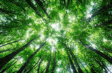 Poster - Sunlight piercing verdant forest canopy, casting dappled shadows across mossy ground