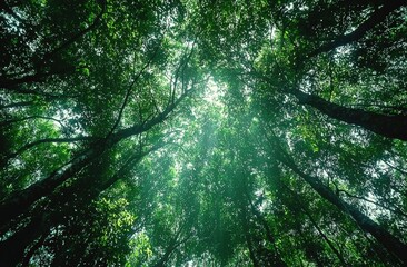 Poster - Soft sunlight penetrating verdant forest canopy, casting intricate light-shadow patterns across dense woodland landscape