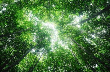 Poster - Sunlight filtering through dense green canopy, casting dappled shadows on forest ground