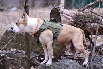 Poster - A dog stands on a rocky outcropping amidst trees and foliage.