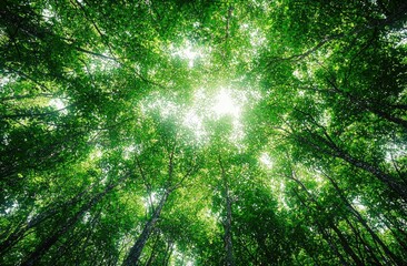 Poster - Sunlight filters through a lush, green forest canopy, creating an enchanting and peaceful atmosphere