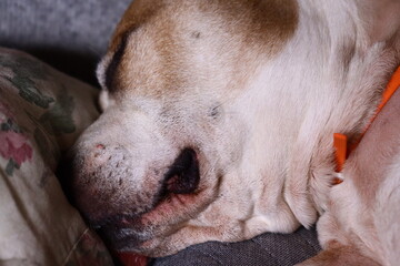 Aufkleber - A close-up shot of a dog snoozing on a sofa, great for pet-related content.