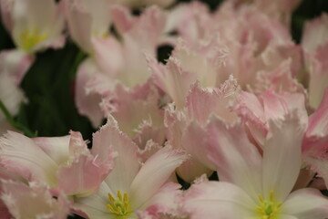 Poster - Pink flowers in bloom, great for backgrounds or textures.