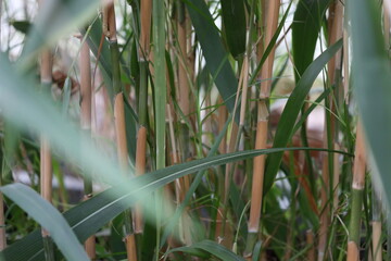 Poster - A bird sits comfortably on top of a lush green plant, surrounded by foliage.