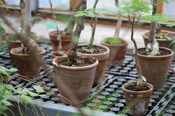 Poster - Group of potted plants arranged on a table, perfect for office or home decor.