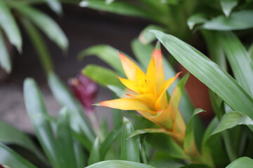Poster - A bright yellow flower with vibrant green leaves, perfect for botanical or nature-themed designs.