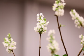 Poster - A simple still life composition featuring a vase with white flowers sitting on a table.