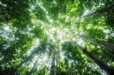 Poster - Tall trees form an expansive canopy, filling with sunlight and light green leaves in a lush forest