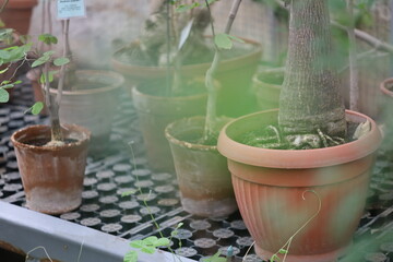 Poster - Group of potted plants arranged on a table, perfect for home decor or office use.