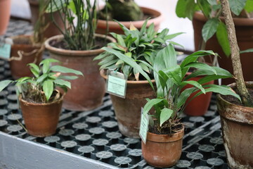 Poster - A collection of plants in pots sitting on a table, great for offices or homes.