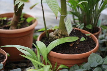 Poster - Group of potted plants arranged together on a surface.