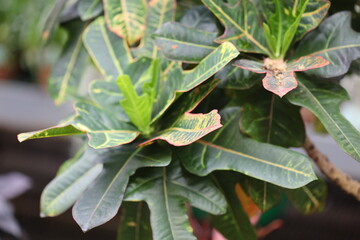 Poster - A close-up view of a plant's green leaves, ideal for gardening or nature-themed projects.