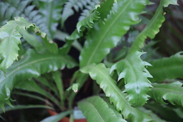 Aufkleber - A detailed view of a plant's foliage.