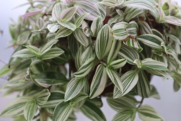 Poster - Close-up shot of a plant with green and white striped leaves.