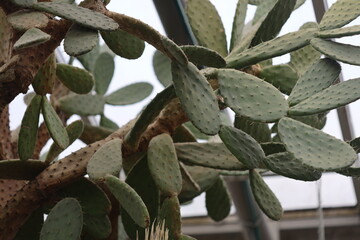 Poster - A close-up view of a prickly cactus plant growing in a controlled environment.