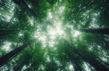 Poster - Sunlight filters through a vibrant green canopy of tall trees, creating a tranquil atmosphere in a lush forest