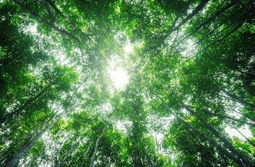Poster - Sunlight filtering through a lush green forest canopy, creating a tranquil and inspiring natural scene