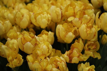 Poster - A detailed view of a group of bright yellow flowers, suitable for use in a variety of contexts including gardening, nature, and design projects.