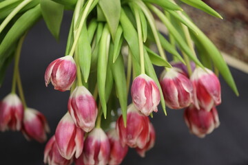 Poster - A bouquet of pink tulips hung from a plant, ideal for decoration or gift.