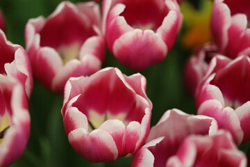 Poster - A close-up shot of a bouquet of pink tulips, perfect for spring or Easter-themed designs.