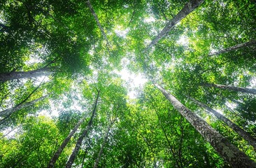 Poster - Sunlight filters through the lush green canopy of a dense forest, creating a tranquil and awe-inspiring scene