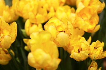 Poster - Fresh yellow tulips in a decorative vase.