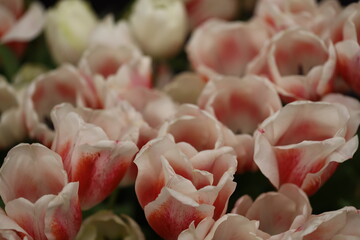 Poster - Delicate blooms in focus, great for beauty or design uses.