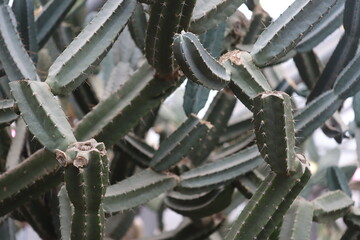 Poster - Cacti flowers and stems in focus, suitable for botanical or desert-themed projects.