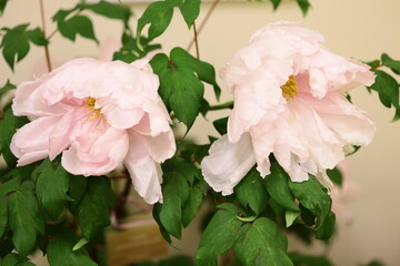 Poster - A pair of pink flowers sit atop a lush green plant, perfect for decorative or editorial use.
