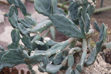 Poster - A close-up view of a small cactus plant growing in a pot.