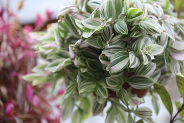 Poster - A close-up view of a plant growing in a pot, ideal for use in gardening or interior design contexts.