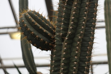 Poster - A close-up shot of a cactus plant growing in a controlled environment.