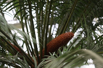 Poster - Close-up of a single flower blooming on a tree branch, with natural surroundings.