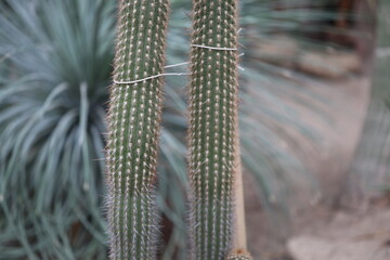 Poster - Close-up of two cacti in a garden setting, ideal for nature or botanical-themed designs.