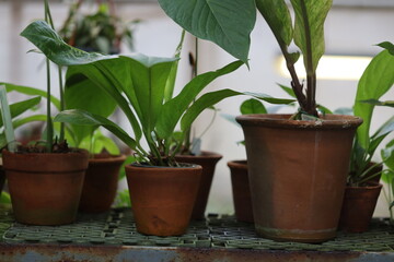 Poster - Tabletop arrangement of potted plants with varied textures and foliage.