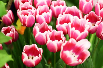 Poster - A bouquet of pink tulips surrounded by lush green leaves.