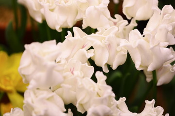 Poster - A detailed view of a bouquet of white flowers.