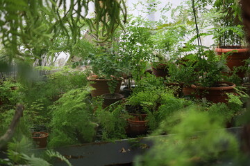 Poster - Potted plants in a controlled environment.