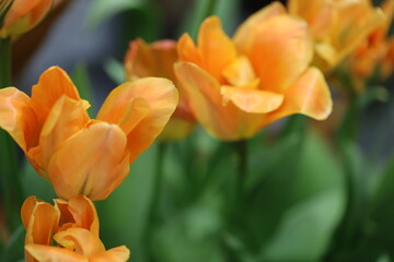 Poster - Orange flowers in bloom.