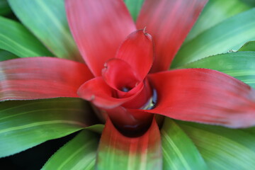 Aufkleber - Close-up shot of a vibrant red flower with green leaves.