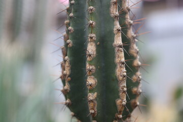Poster - A detailed view of a cactus with numerous sharp spines, ideal for using in scenes about deserts or dry landscapes.