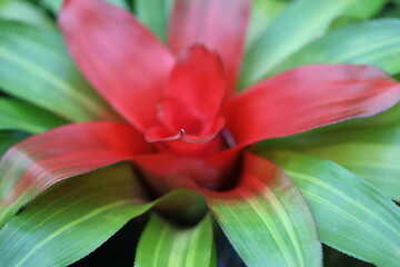 Poster - A close-up shot of a beautiful red flower surrounded by green leaves.