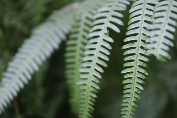 Poster - Close-up of a fern leaf growing on a tree branch.